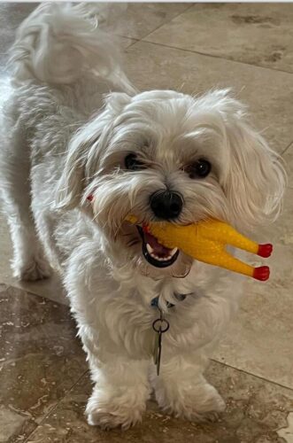 Squawking Chicken Dog Toys photo review